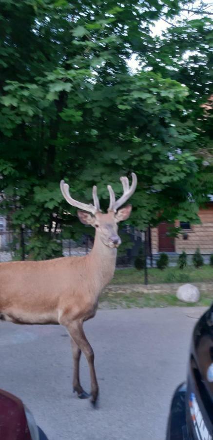 Pokoje Gościnne na Stromej Zakopane Zewnętrze zdjęcie